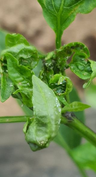 이상협님의 고추 · 병해충상담 작성글 사진