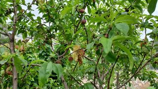 문종덕님의 복숭아 · 병해충상담 작성글 사진