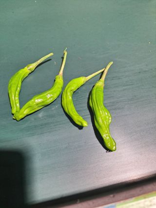 귤9200님의 고추 · 병해충상담 작성글 사진