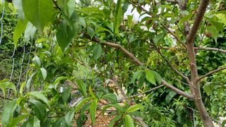 문종덕님의 복숭아 · 병해충상담 작성글 사진