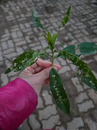 진곡댁님의 복숭아 · 병해충상담 작성글 사진
