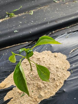 박세인님의 고추 · 병해충상담 작성글 사진