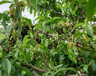 문종덕님의 복숭아 · 병해충상담 작성글 사진