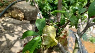 문종덕님의 복숭아 · 병해충상담 작성글 사진