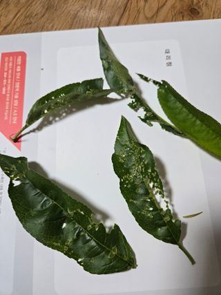 진곡댁님의 복숭아 · 병해충상담 작성글 사진