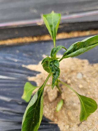 박세인님의 고추 · 병해충상담 작성글 사진