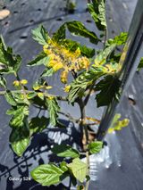 팜모닝 토마토·병해충상담 게시글 이미지