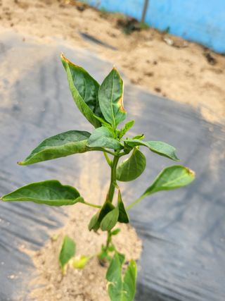 유경임님의 고추 · 병해충상담 작성글 사진