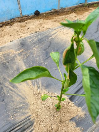 유경임님의 고추 · 병해충상담 작성글 사진