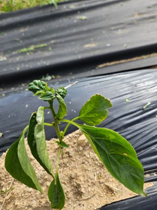 박세인님의 고추 · 병해충상담 작성글 사진