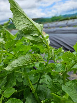 김인수님의 감자 · 병해충상담 작성글 사진