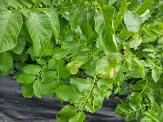 김인수님의 감자 · 병해충상담 작성글 사진