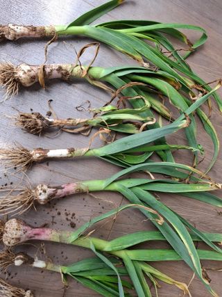 초보굴백이님의 마늘 · 병해충상담 작성글 사진