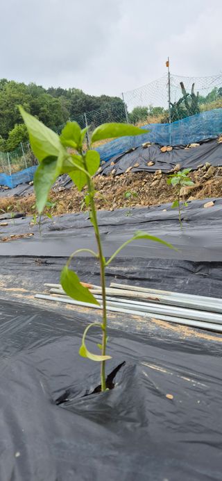 원증연님의 고추 · 병해충상담 작성글 사진