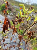 팜모닝 블루베리·병해충상담 게시글 이미지