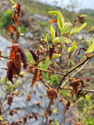 김분옥님의 블루베리 · 병해충상담 작성글 사진
