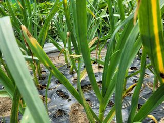 게으른농부님의 마늘 · 병해충상담 작성글 사진