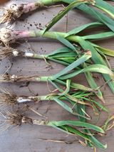 팜모닝 마늘·병해충상담 게시글 이미지