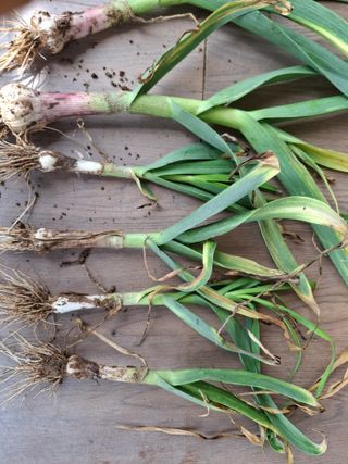 초보굴백이님의 마늘 · 병해충상담 작성글 사진