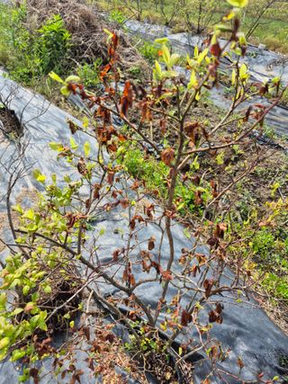 김분옥님의 블루베리 · 병해충상담 작성글 사진