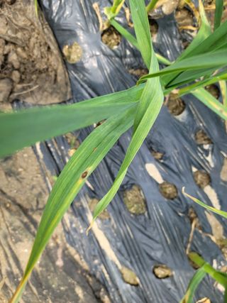 게으른농부님의 마늘 · 병해충상담 작성글 사진