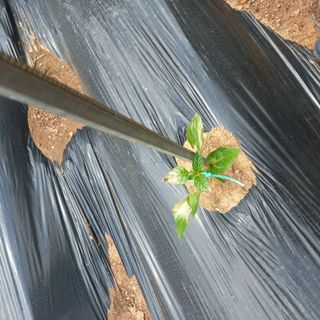 김건우님의 고추 · 병해충상담 작성글 사진