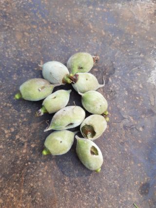 한상섭님의 복숭아 · 병해충상담 작성글 사진