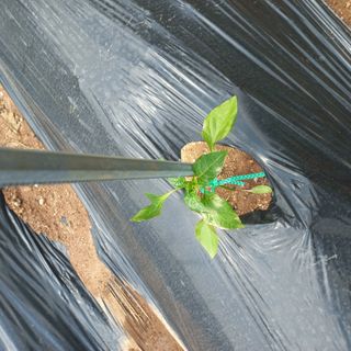 김건우님의 고추 · 병해충상담 작성글 사진