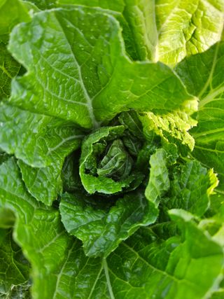 보람농장님의 배추 · 병해충상담 작성글 사진