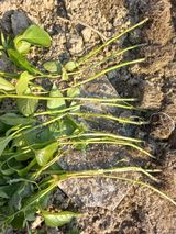 팜모닝 고추·병해충상담 게시글 이미지