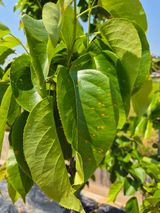 팜모닝 포도·병해충상담 게시글 이미지