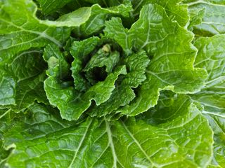 보람농장님의 배추 · 병해충상담 작성글 사진