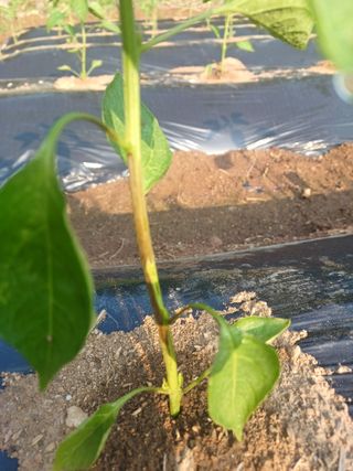 인천주말농부님의 고추 · 병해충상담 작성글 사진