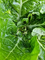 팜모닝 배추·병해충상담 게시글 이미지