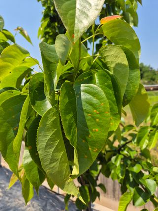 양길수님의 포도 · 병해충상담 작성글 사진