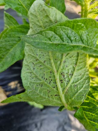 손천영님의 감자 · 병해충상담 작성글 사진