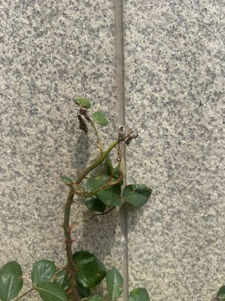 정민성님의 기타작물 · 병해충상담 작성글 사진