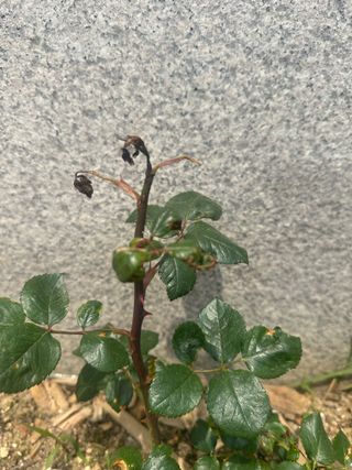 정민성님의 기타작물 · 병해충상담 작성글 사진