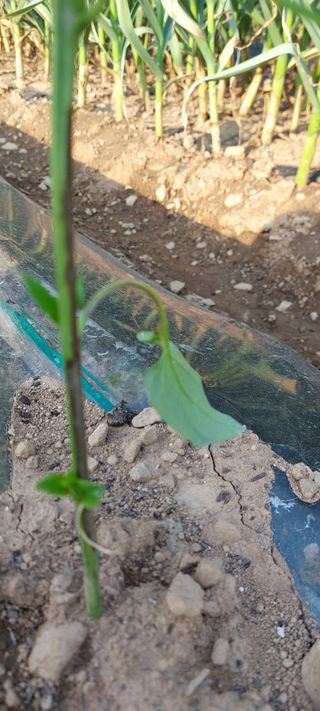 이형모님의 고추 · 병해충상담 작성글 사진