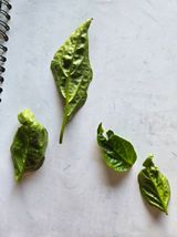 팜모닝 고추·병해충상담 게시글 이미지