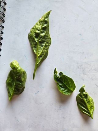 박헌영님의 고추 · 병해충상담 작성글 사진