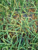 팜모닝 양파·병해충상담 게시글 이미지