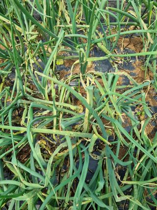 보라님의 양파 · 병해충상담 작성글 사진