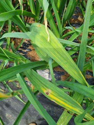 보라님의 양파 · 병해충상담 작성글 사진