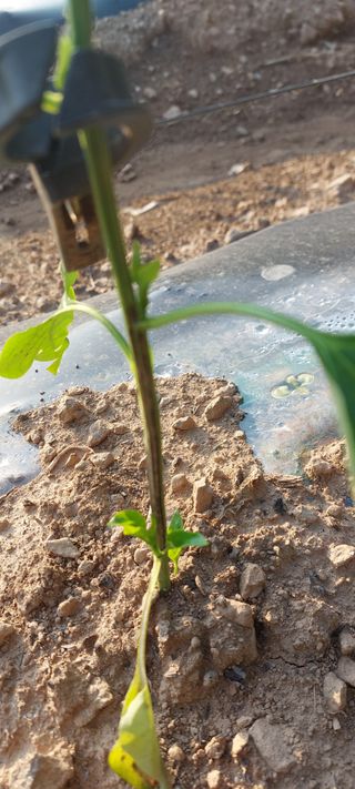 이형모님의 고추 · 병해충상담 작성글 사진