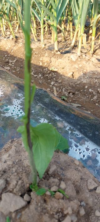 이형모님의 고추 · 병해충상담 작성글 사진