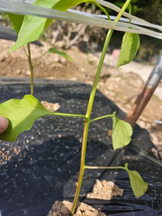 장휴태님의 고추 · 병해충상담 작성글 사진