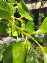 팜모닝 포도·병해충상담 게시글 이미지