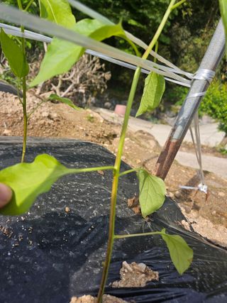 장휴태님의 고추 · 병해충상담 작성글 사진