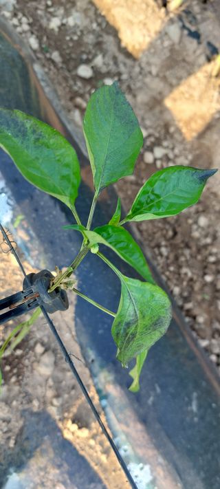 이형모님의 고추 · 병해충상담 작성글 사진